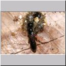 Passaloecus cf eremita - Grabwespe 20c 7mm beim Nestverschluss mit Harz.jpg